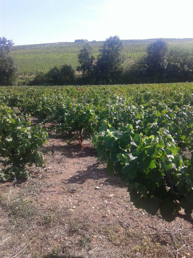 La Maison Des Vignes Charentay Εξωτερικό φωτογραφία