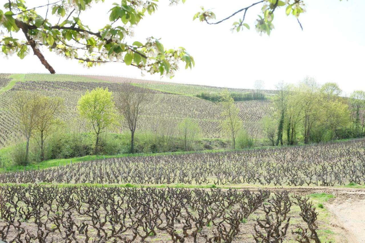 La Maison Des Vignes Charentay Εξωτερικό φωτογραφία